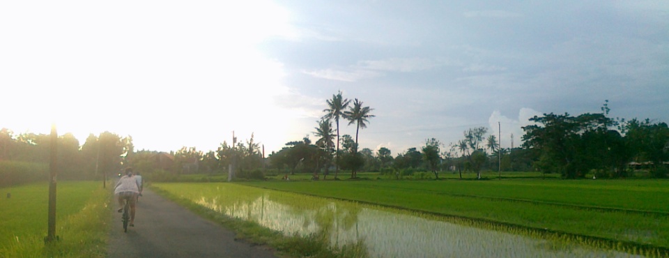 Cycling in Rice Fields Area at Imogiri, Bantul