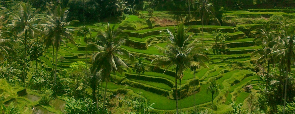 Green Rice Terrace in Tegallalang, Ubud, Bali